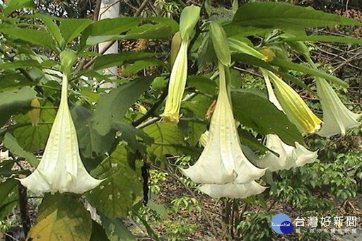 預防中毒 南市呼籲民眾勿摘食野菜食用