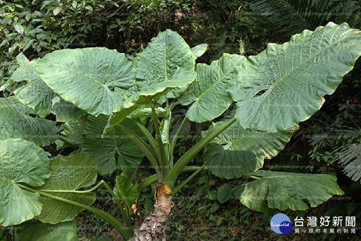 預防中毒 南市呼籲民眾勿摘食野菜食用