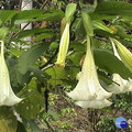 預防中毒 南市呼籲民眾勿摘食野菜食用