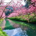 杉林溪櫻花河岸奇景再現 夢幻春日盛宴