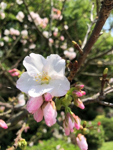 陽明山花季浪漫延燒！ 夜櫻、藝術、美食、溫泉一次滿足