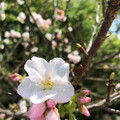 陽明山花季浪漫延燒！ 夜櫻、藝術、美食、溫泉一次滿足