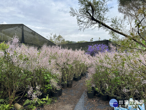 紫色控打卡美照心頭好 六七一茶花園錫葉藤花牆盛開