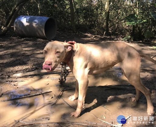 兼顧動保、守護市民安全 254隻比特犬登記列管