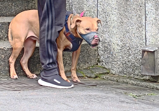 比特犬11天內2次跳車咬傷機車騎士 北市動保處：已沒入、評估開放認養