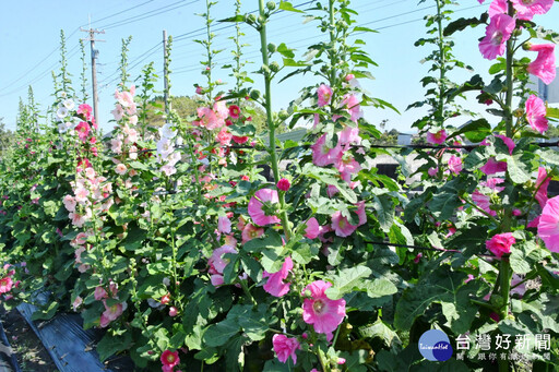 2025員林蜀葵花季3/29登場 免費開放參觀