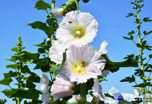 2025員林蜀葵花季3/29登場 免費開放參觀