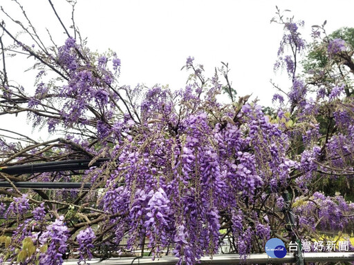 瑞里紫藤花盛開 快閃演唱會與春日市集明登場