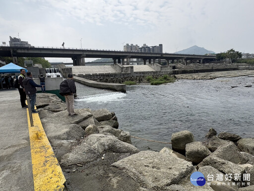 新店溪碧潭堰 喜迎魚群洄游大爆發