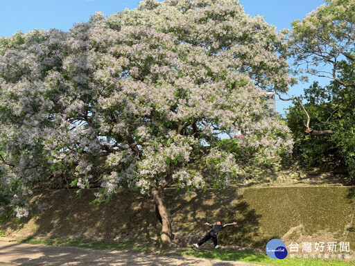 新北河濱公園紫色花廊 苦楝花海美不勝收