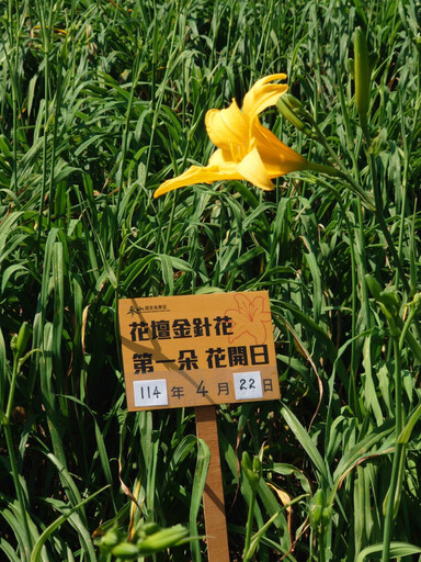 花壇虎山巖金針花開花了 5月將迎接30萬株金黃色美麗花海