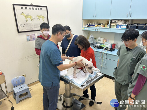 牛頭㹴遭棄養車禍癱瘓 嘉畜所媒合收養人獲新生