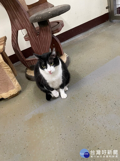 桃市動物保護教育園區認養 動物健康照護福利升級