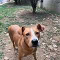 桃市動物保護教育園區認養 動物健康照護福利升級