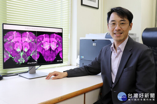 破解記憶的奧秘 長庚大學研究果蠅大腦如何管理記憶登上國際期刊