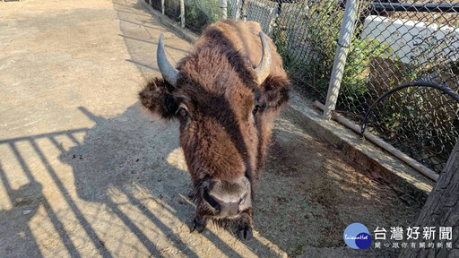 六福村推動全台物種保育 四隻動物夥伴「南遷」壽山動物園