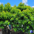 南市酪梨災損列現金救助區 5/8至5/21受理申請