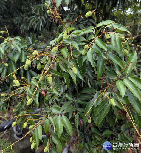 時值荔枝細蛾發生期 臺中區農改場籲請農友及早防治