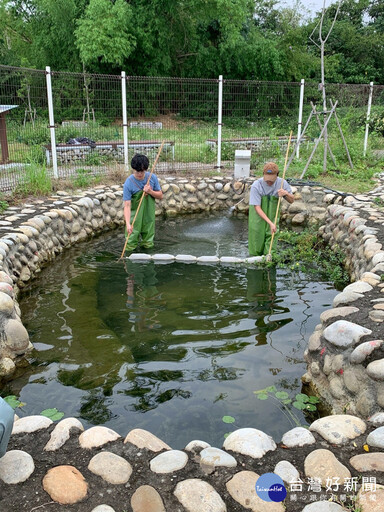 守護烏溪極度瀕危「巴氏銀鮈」 台積電中科廠生態池加入備援棲所