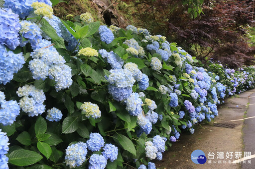 杉林溪繡球蝴蝶戲珠花開 端午期間滿山滿谷花卉饗宴