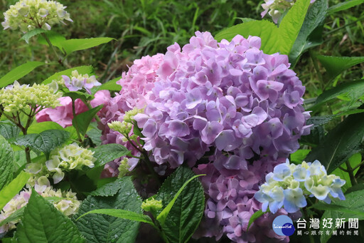 杉林溪繡球蝴蝶戲珠花開 端午期間滿山滿谷花卉饗宴