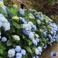 杉林溪繡球蝴蝶戲珠花開 端午期間滿山滿谷花卉饗宴