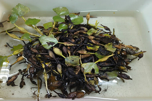 水雉繁殖通報獎勵 40名民眾通報82巢