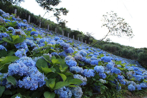 淡蘭百年山徑北北基宜齊會師 探索山徑歷史共賞花海風光
