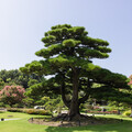 成美老車紳士節6/21登場 跨世代經典老車齊聚百年園林