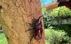 2025卦山尋仙趣 清水岩周邊獨角仙大量現蹤