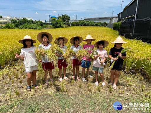 大里區農會食農教育「作伙割稻趣」 崇光國小、興大外籍生下田感受收獲歡樂氛圍