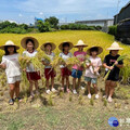 大里區農會食農教育「作伙割稻趣」 崇光國小、興大外籍生下田感受收獲歡樂氛圍
