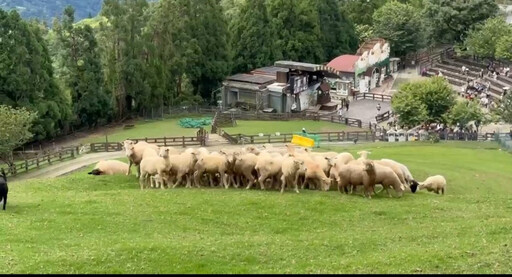 清境夏季同樂會登場 牧羊犬上班儀式7/2亮相綿羊秀場