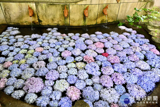 武陵繡球花手水亮麗登場 花語浪漫迎避暑旅遊潮