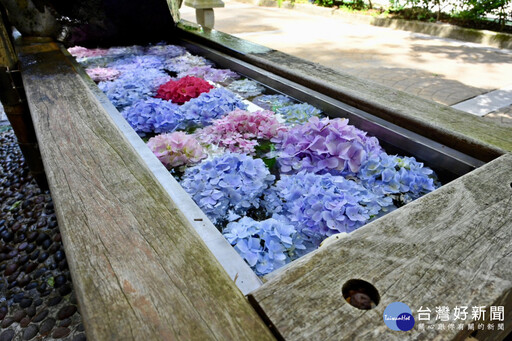 武陵繡球花手水亮麗登場 花語浪漫迎避暑旅遊潮