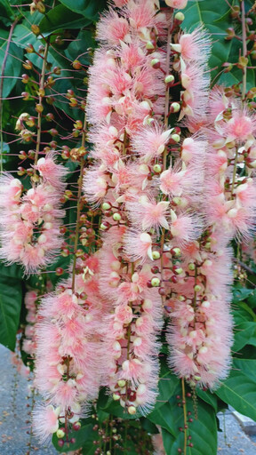 榮星花園夏日限定花宴登場 穗花棋盤腳與紫薇競豔