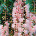 榮星花園夏日限定花宴登場 穗花棋盤腳與紫薇競豔