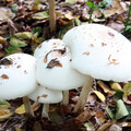 雨後野生菇類外觀美麗 南投縣衛生局籲民眾切記勿採勿食