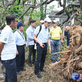 丹娜絲吹倒嘉義市逾3萬棵樹 日本樹醫赴嘉義公園「健診」