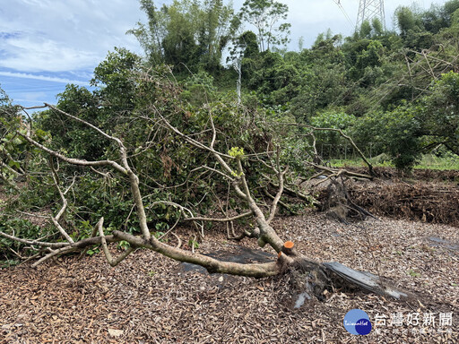 丹娜絲颱風及0708豪雨竹山農作災損 農業部同意辦理現金救助