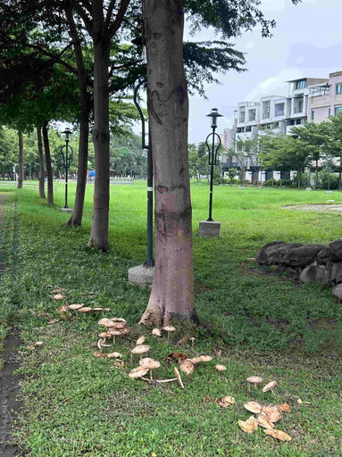 高雄市豪雨後蕈菇速長 市府團隊一體立即防範