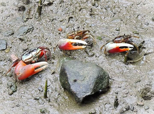 炎夏好去處 援中港濕地奏響招潮蟹樂章