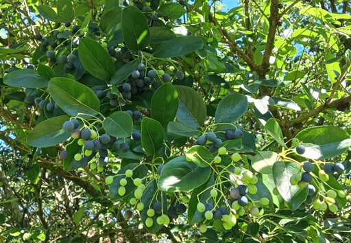 榮星花園「四月雪」流蘇與茄苳結果 鳥類成群開「吃到飽」派對