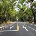 臺北仁愛路林蔭大道實測降溫3度！ 夏季「天然冷氣房」的秘密揭曉