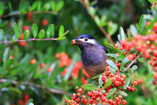 鳥類的天然餐廳 杉林溪狀元紅正鮮紅