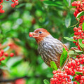 鳥類的天然餐廳 杉林溪狀元紅正鮮紅