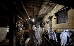 中市非洲豬瘟案場比預期更髒亂 中央前進應變所:國軍再加派50名弟兄清理