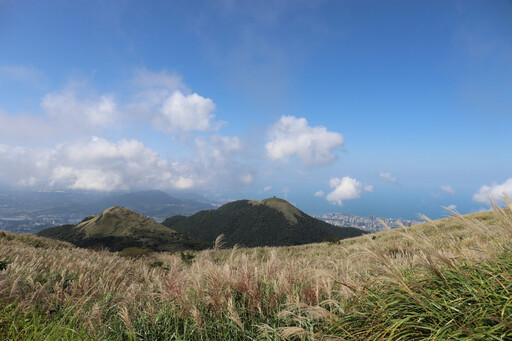 秋日臺北大縱走 陽明山金色芒草饗宴