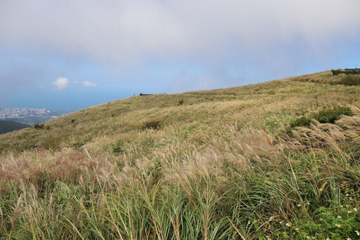 秋日臺北大縱走 陽明山金色芒草饗宴