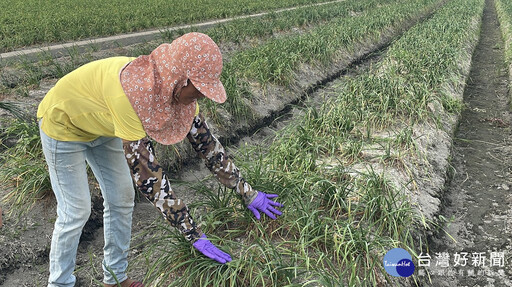 溪湖新住民勤耕韭菜花田 用雙手摘出雙學霸